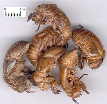 Cryptotympana-cigarra.jpg Cryptotympana-cigarra.jpg